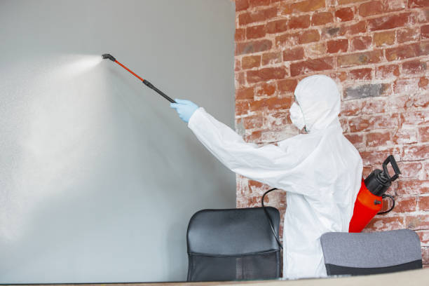 Best Basement Mold Removal  in Prairie Grove, IL